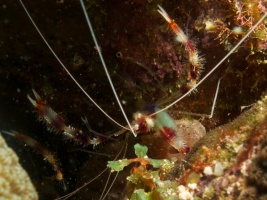 Banded Coral Shrimp IMG 6006